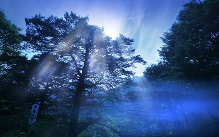 シンボルの栂の木