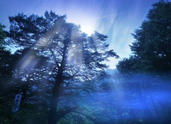 シンボルの栂の木