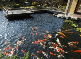 200匹もいる錦鯉の池