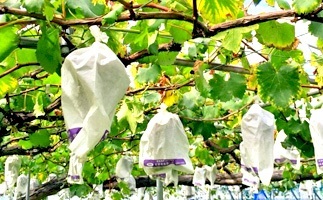 果物狩りの画像