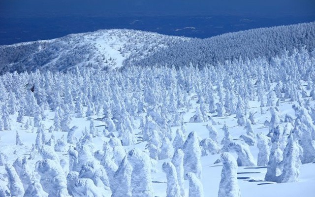 蔵王の樹氷