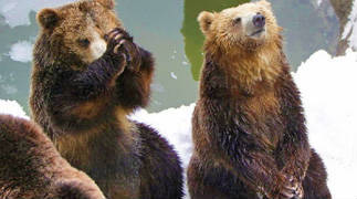 のぼりべつクマ牧場の画像