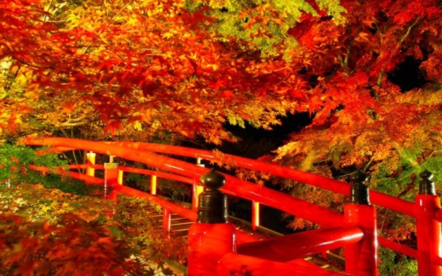 河鹿橋の紅葉ライトアップ