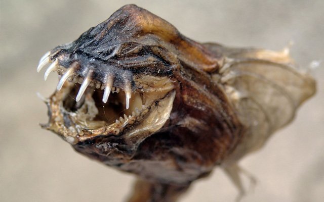 ワラスボの干物