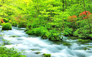 奥入瀬渓流の画像