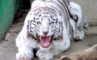 東北サファリパークのホワイトタイガーの画像